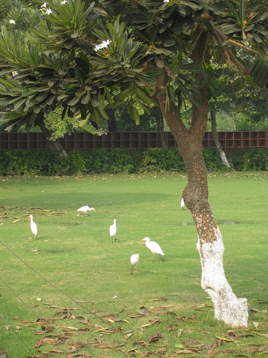 Taj Mahal Grounds