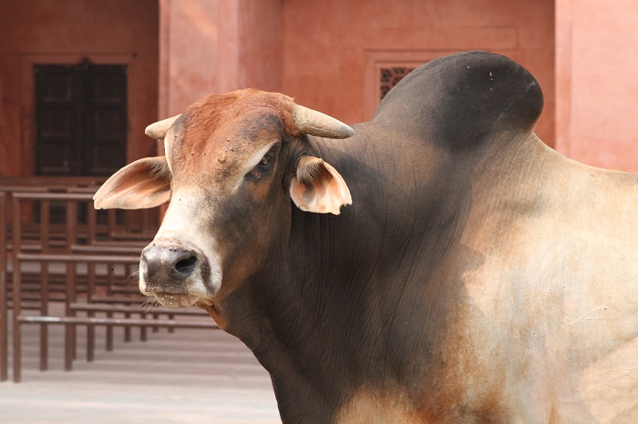 Cow