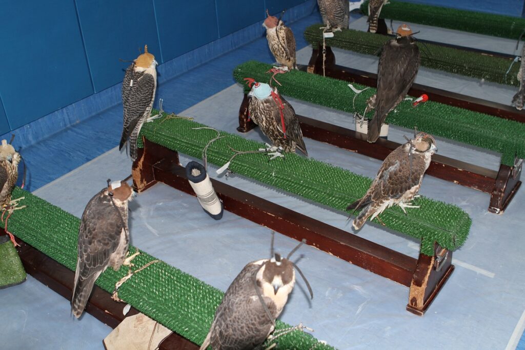 Patients at the Falcon Hospital