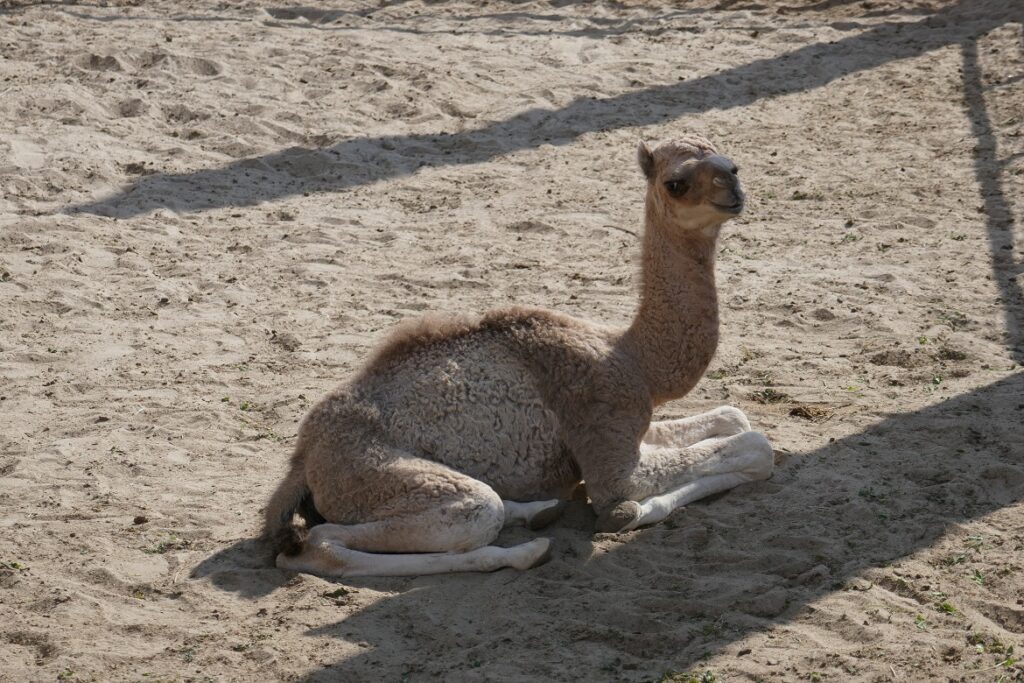 Baby Camel