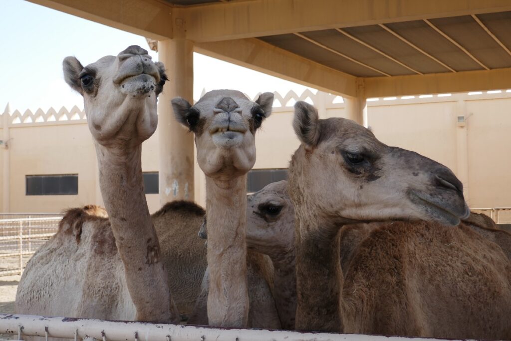 Camel Farm Friends